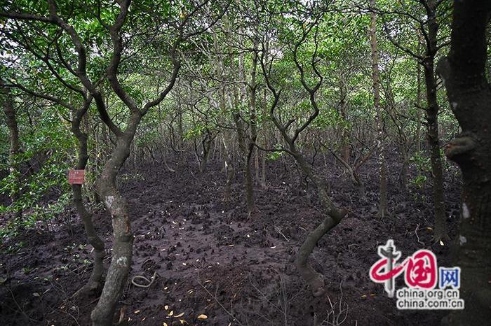 到东寨港自然保护区看红树林 珍稀植物红榄李开花了
