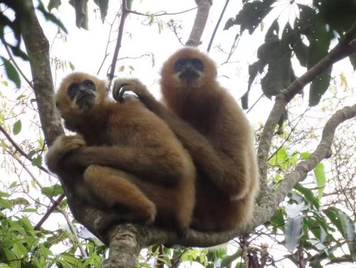 国际生物多样性日丨探访海南长臂猿自然保护区：37只“黑金”小可爱