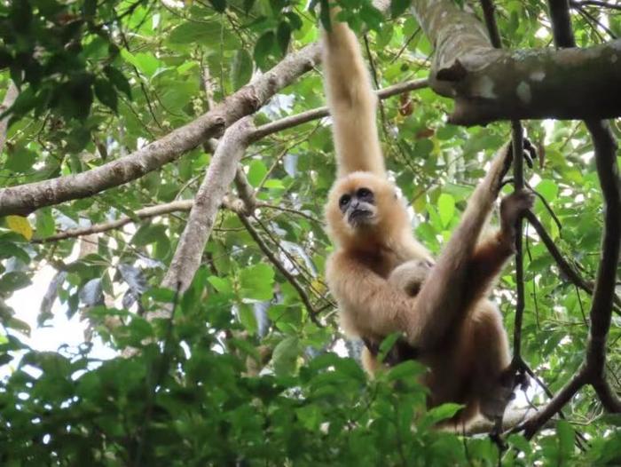 国际生物多样性日丨探访海南长臂猿自然保护区：37只“黑金”小可爱