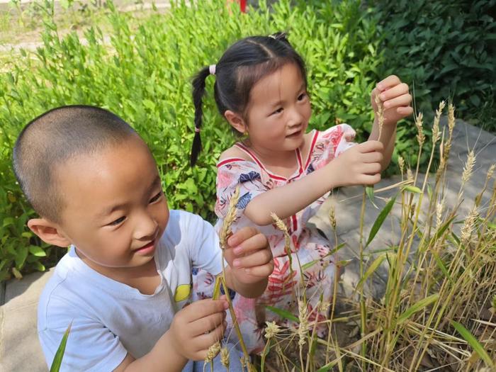 西安市灞桥区常家湾幼儿园开展小满节气主题教育活动