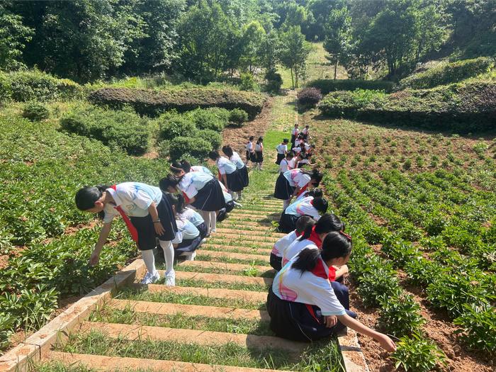 西峡县城区莲花小学：寻访千古医圣 传承中医文化