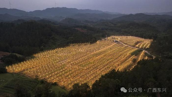 乡村振兴 | 东兴市江平镇黄竹村百香果基地：千盏灯火璀璨美如画