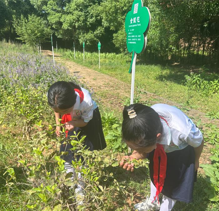 西峡县城区莲花小学：寻访千古医圣 传承中医文化