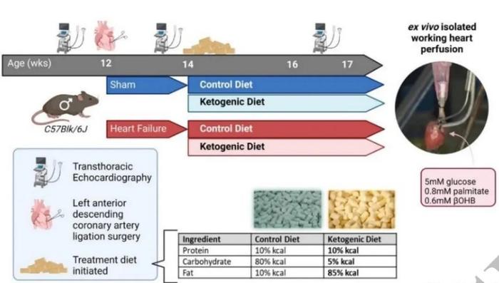 生酮饮食惹争议！Cardiovasc Res | 生酮饮食不能改善心脏功能，反而会导致脂代谢偏移