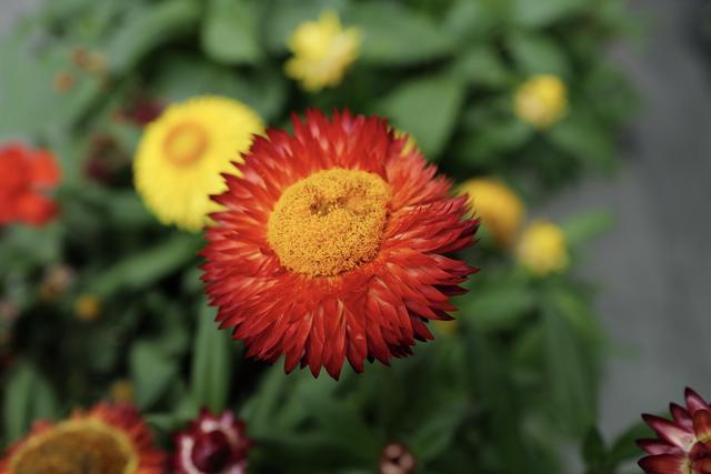 芳菲满园｜一眼假却永不凋零的“永生花”