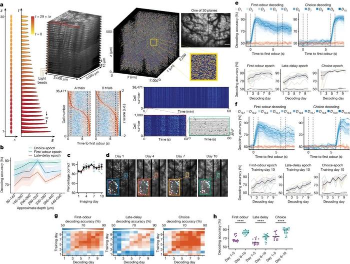 Nature | 为何熟能生巧？科学家揭示练习帮助大脑中新型记忆通路形成背后的分子机制