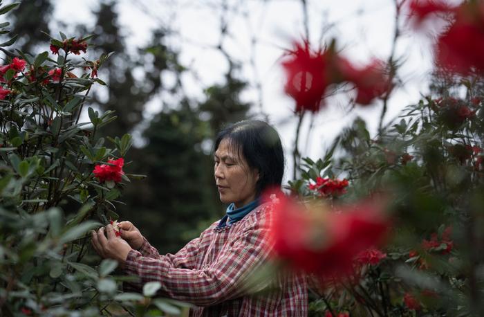 我在现场·照片背后的故事丨他们扎根深山30余载，只为守护杜鹃花的家园