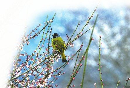 记录华西坝103种鸟类 百年前的成都“观鸟记”
