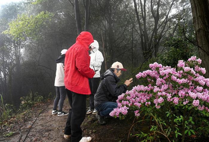 我在现场·照片背后的故事丨他们扎根深山30余载，只为守护杜鹃花的家园