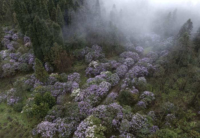 我在现场·照片背后的故事丨他们扎根深山30余载，只为守护杜鹃花的家园