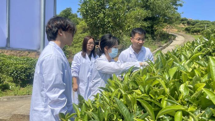 广东省粤东技师学院健康管理学院师生用技能护航汕头潮南“红场茶”