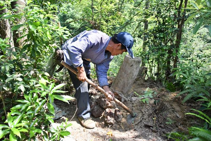 江西兴国县：茯苓“土疙瘩”变村民“致富宝”