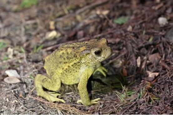 国际生物多样性日，这些上海本土野生动物了解一下