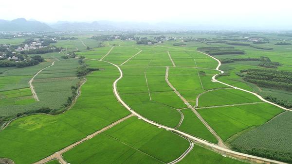 来宾市“四个坚持”保护耕地  奋力当好护航糖业高质量发展排头兵