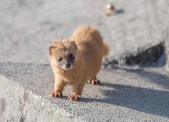 国际生物多样性日，这些上海本土野生动物了解一下