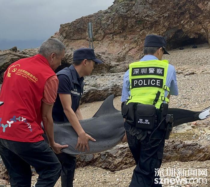 深圳市海洋综合执法支队联合多部门救助一只搁浅海豚重返蓝色家园