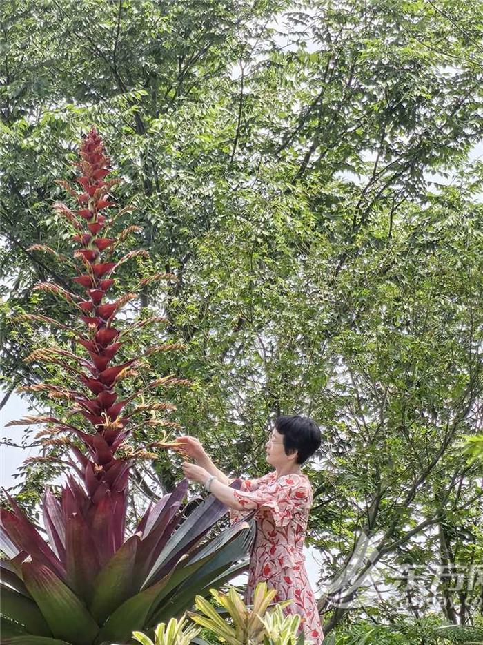 十年才开一次花，成都世园会上海展园帝王凤梨大放异彩