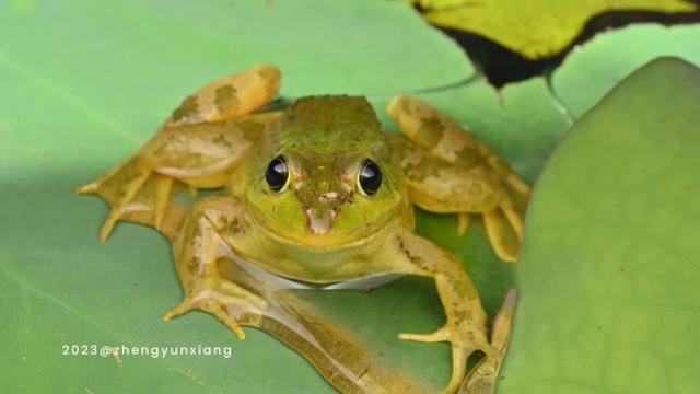 国际生物多样性日，这些上海本土野生动物了解一下