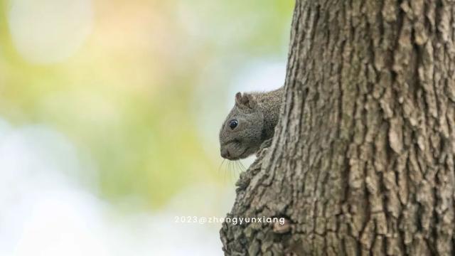 国际生物多样性日，这些上海本土野生动物了解一下