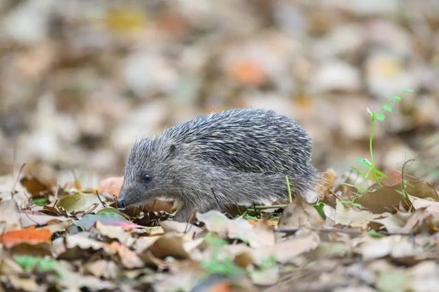 国际生物多样性日，这些上海本土野生动物了解一下