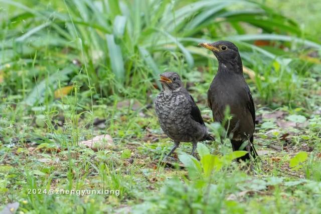 国际生物多样性日，这些上海本土野生动物了解一下