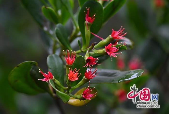 国际生物多样性日｜救助保护野生动植物，职工们是认真的