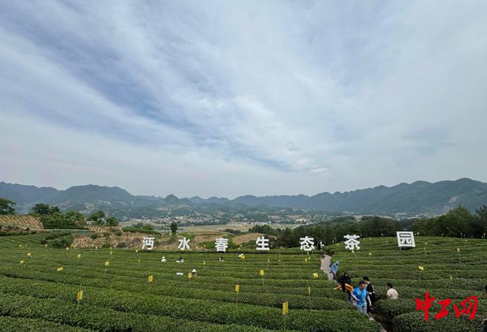 发现最美铁路·春涌秦巴走西成丨沿着铁路一起上春山，采春茶！