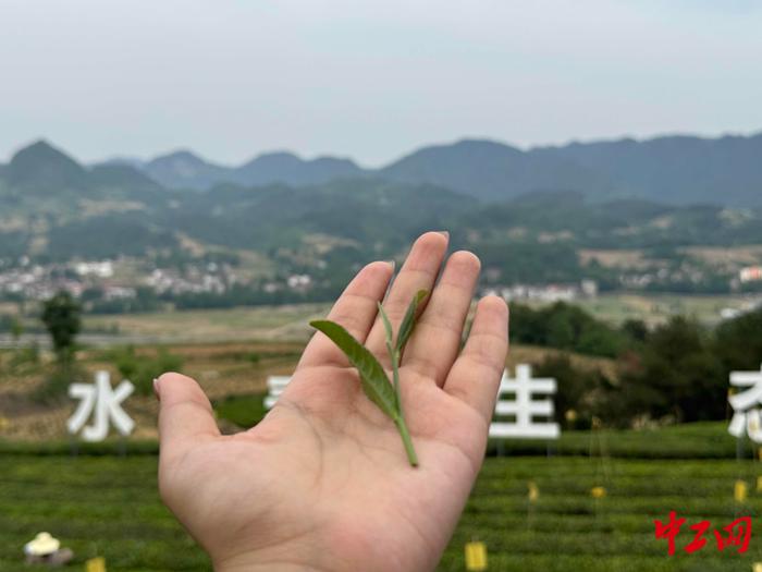 发现最美铁路·春涌秦巴走西成丨沿着铁路一起上春山，采春茶！