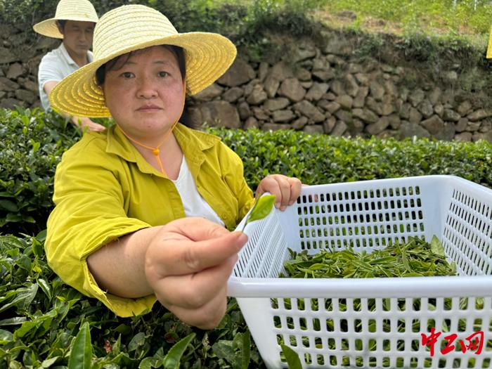 发现最美铁路·春涌秦巴走西成丨沿着铁路一起上春山，采春茶！