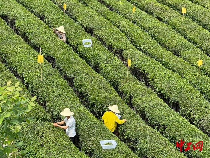 发现最美铁路·春涌秦巴走西成丨沿着铁路一起上春山，采春茶！