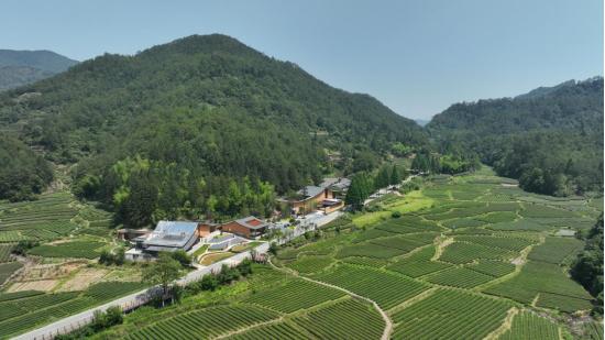 共庆“国际茶日” 武夷山再添文化新地标