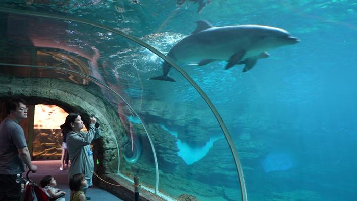 河南首例！郑州海洋馆新添一只“鲸豚兽宝宝”
