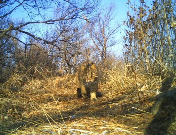 给豹猫戴上卫星定位颈圈，科研人员有了一些新发现