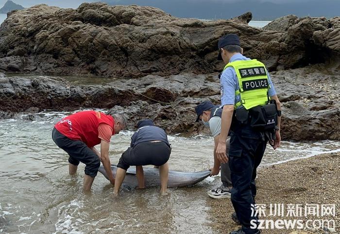 深圳市海洋综合执法支队联合多部门救助一只搁浅海豚重返蓝色家园