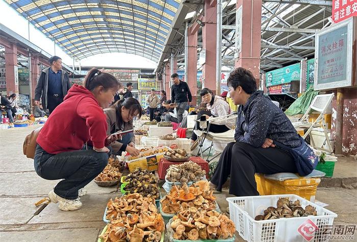 云南木水花市场野生菌大量上市 便宜的只卖50块一公斤