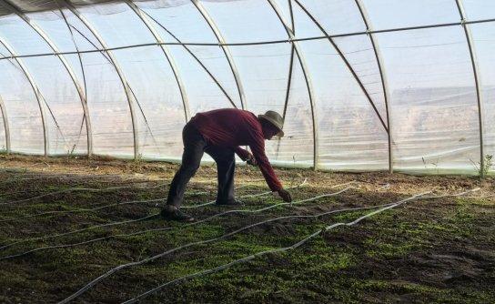 瓜州：温室大棚育苗忙 育出产业新希望