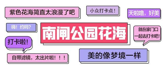 美的不像话！奉贤这里的公园内竟藏着一片梦幻紫色花海