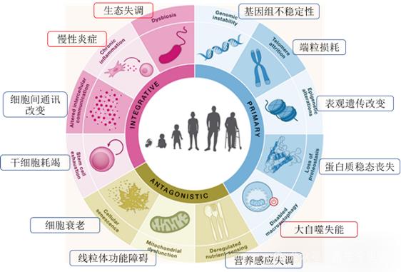 618 “小蓝泵”被买爆！当中年男人开始投资自己，谁能接住这“泼天的富贵”？