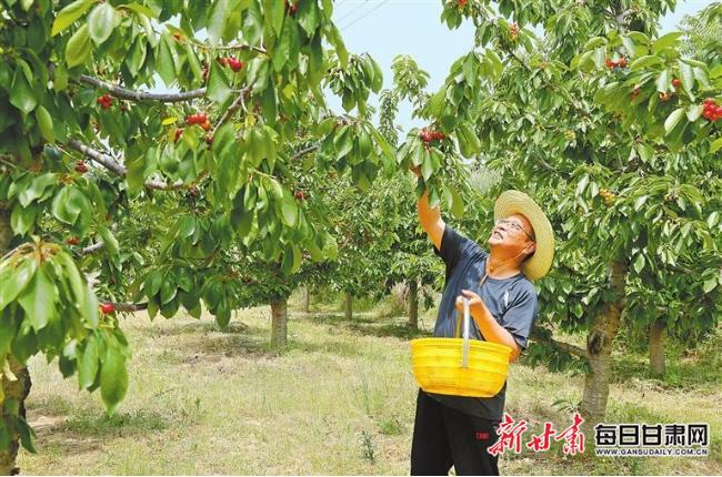【图片新闻】庆阳西峰区樱桃园里工人采摘樱桃