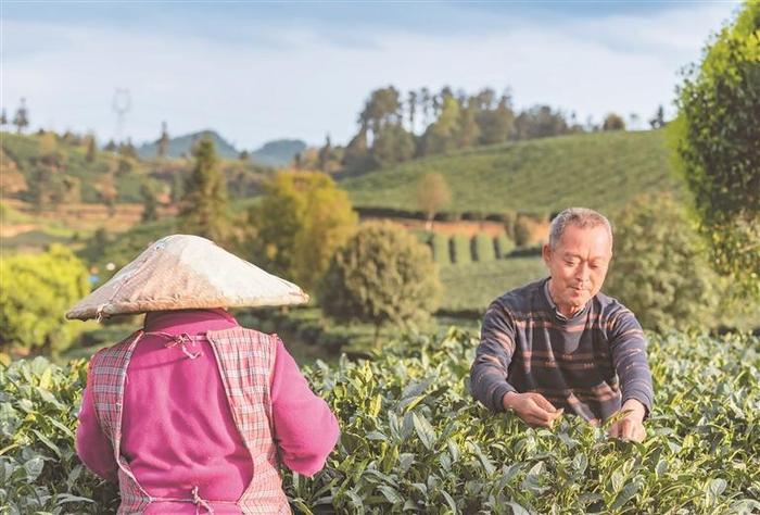 “第一茶壶”的幸福农民