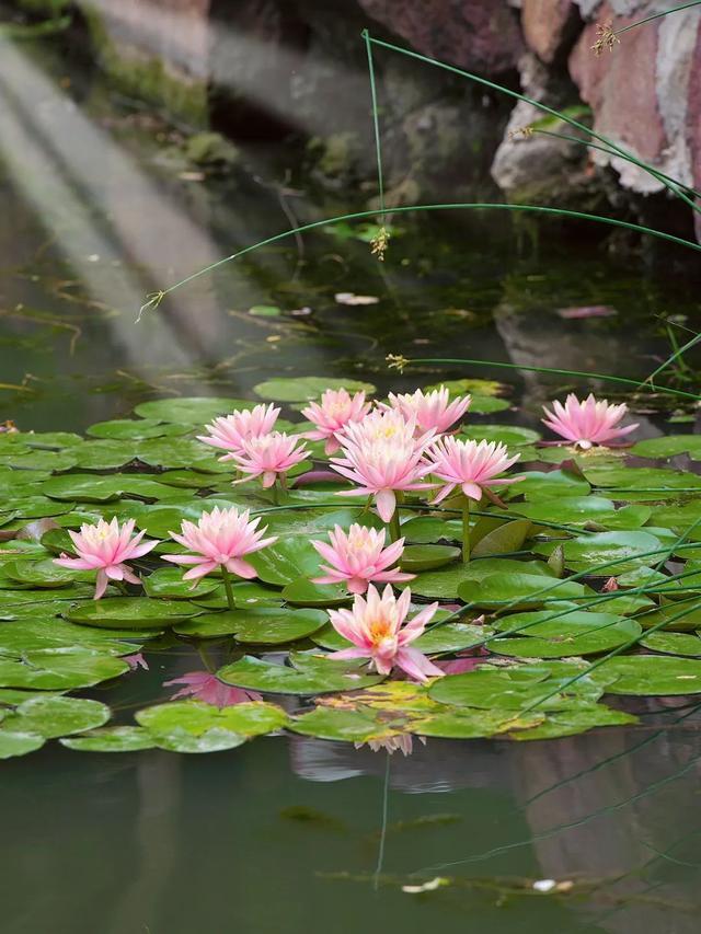 一叶一浮萍，一梦一睡莲，在静安这里，见者好运“莲莲”