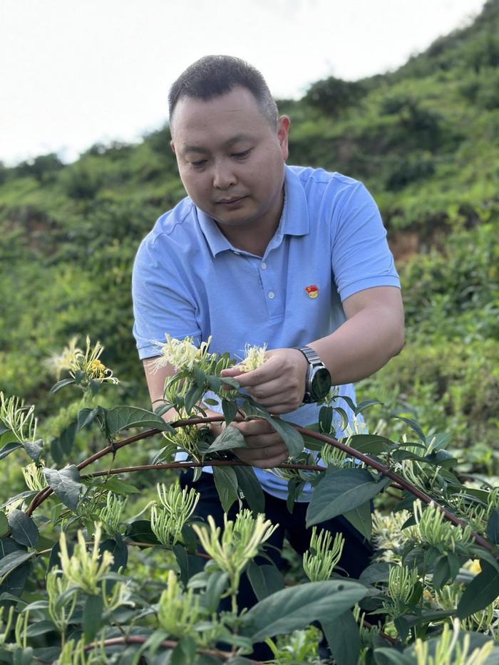 乡村振兴看茅台④ | 池村村：金银花里摘“金银”