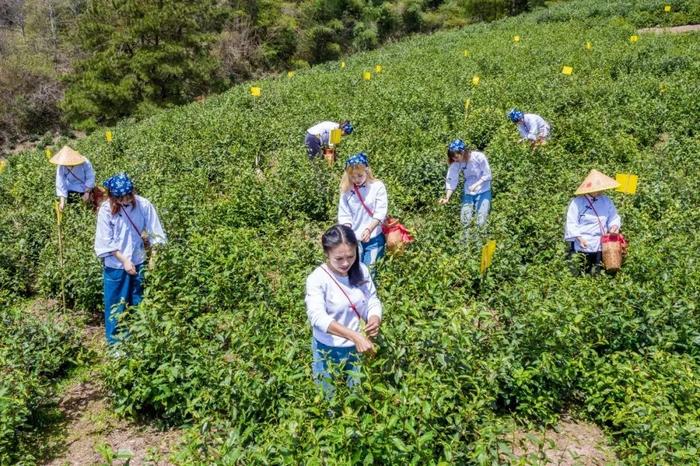 国际茶日，品一杯黄山茶！