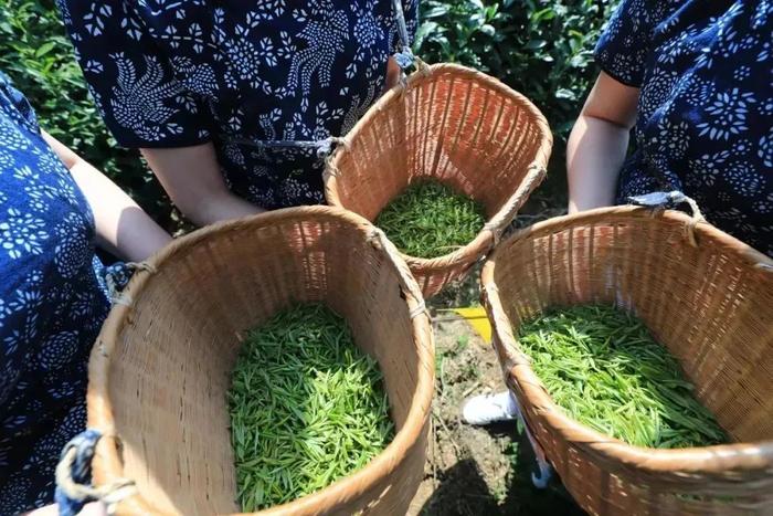 国际茶日，品一杯黄山茶！