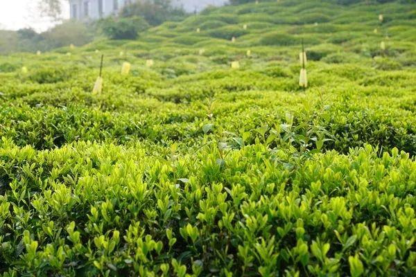 国际茶日，品一杯黄山茶！