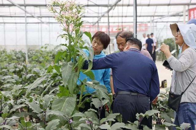 先睹为快，奉贤蔬菜品种上新啦！