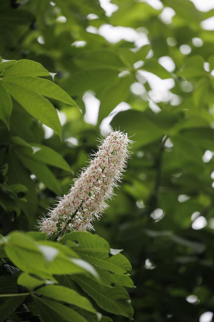 珍稀植物频现，北京房山上方山静候更多“新成员”