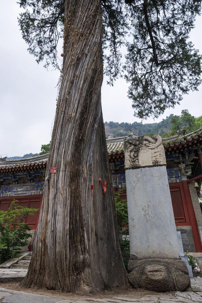 珍稀植物频现，北京房山上方山静候更多“新成员”