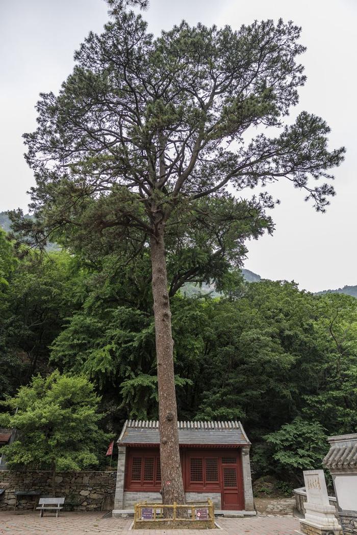 珍稀植物频现，北京房山上方山静候更多“新成员”