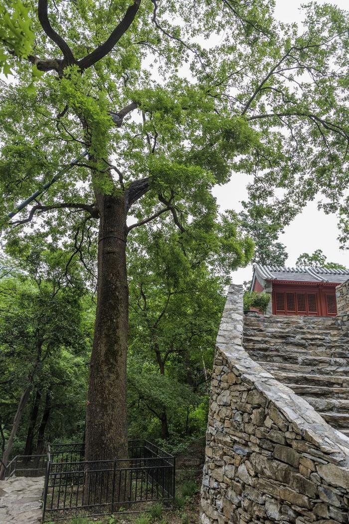 珍稀植物频现，北京房山上方山静候更多“新成员”